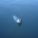 국사봉낚시터 이미지