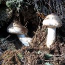 난생처음 자연산 송이버섯을 직접 채취하였습니다. 이미지