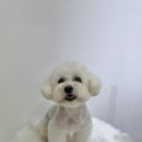 멍이댕이 이미지