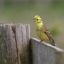 칼슨그레이시 코리아 | 충청남도 동남구 천안구성동주짓수, 후기, 주차, 가는법