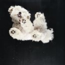 견생맛집 | [수원 스타필드] 드디어 찍었다! 견생샷 맛집 펫부스(PET BOOTH) 내돈내산 콤보샷 후기 🐶📸