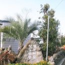 팜핑제주 이미지