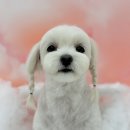 그루머 댄 이미지