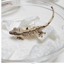 양덕동451 | 소중한 다이노마켓 후기 퍼왔습니다 .