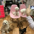 나밍밍 강아지네 이미지