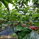 버드네농장 이미지