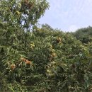 어전농장 이미지