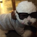 개 이쁘개 이미지