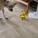 새야새야 | [제주숙소] 새야새야 후기 (반려견동반가능)