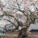 화사하다 - 서구 농성동 | 화사하다
