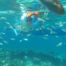 Tickling fish..! 이미지