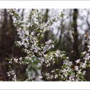 강화버스터미널 | 고려산-혈구산-퇴모산(2026.04.14)