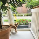 샤인몽스 이미지