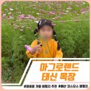 예산목장 | 10월 아이와 가을 여행｜예산 아그로랜드 태신목장 코스모스 체험 후기