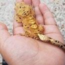 래마