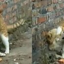 멍멍야옹 이미지