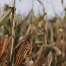 곡물이네 이미지