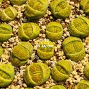 할리농장 이미지