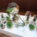 자연가습 이끼 테라리엄 이미지