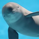 고래세상 이미지