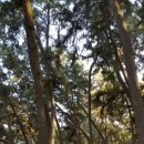 삼문송림길 이미지