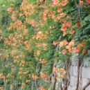 부천중앙공원 이미지