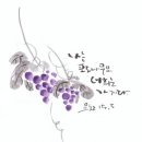 포도나무 Daum카페