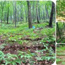 강림면351 이미지