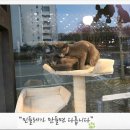 애견용품아울렛 이미지