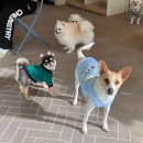 슈라즈하우스 이미지