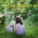 애견코리아 이미지