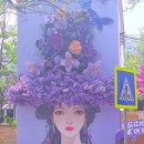 보도중로2-5 | 중국 운남성 쿤밍 | 자카란다 교장중로 개화 상황 방문 후기