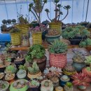 노란담장 이미지