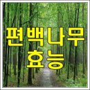 편백나무의 효능~~벼게ㅡ 이미지