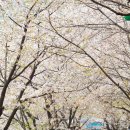 2017년 벚꽃을 즐길 수 있는 벚꽃축제 모음 이미지