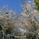 화목정 | [포항/맛집] 4월 포항 날씨 / 화목정 맛집 후기 / 벚꽃 명소 철길숲 산책