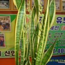 신안유도체육관 이미지