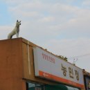 고향보신탕 이미지