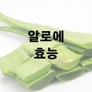 알로에 효능 및 효과 부작용 이미지