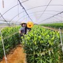 하)원예치유활동 이미지