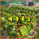 (텃밭) 김장배추 노끈으로 배추 묶어주기 이미지