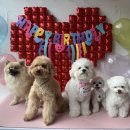 아띠라미 이미지