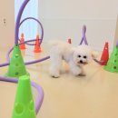 몽블리 펫샵 이미지