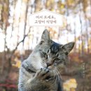 13번째고양이