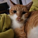 황금산 고양이 이미지