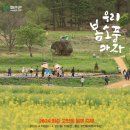 (주)화순아스콘 | 🌸 [2026] 화순 고인돌 봄꽃 축제 완벽 가이드: 위치, 맛집, 꿀팁 총정리