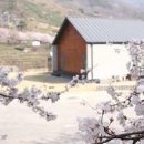 두 번째 벚꽃 이미지