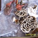 두영농장 이미지