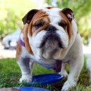 불독PC방 이미지