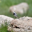 몽골의 새62 - White wagtail(시베리아알락할미새) 이미지